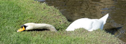cygne