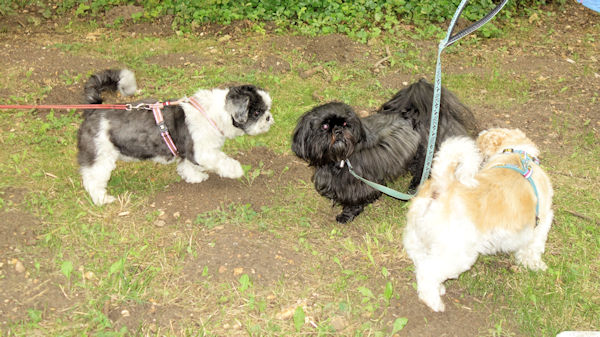 trois shih tzus
