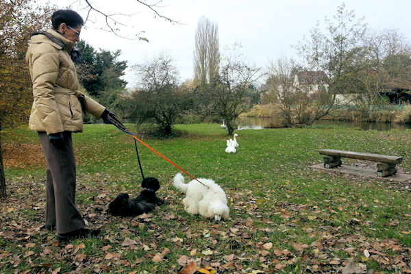 les cygnes