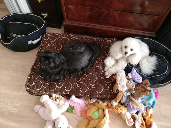 sur le coussin