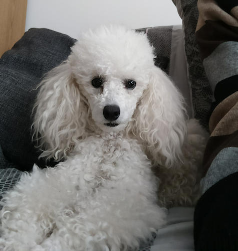 Myrtille