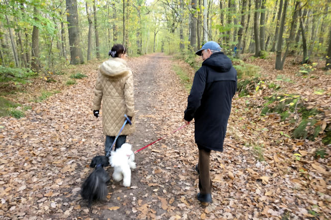 en forêt