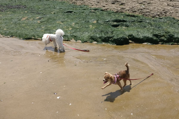 plage