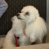 Myrtille