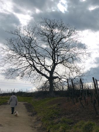 arbre