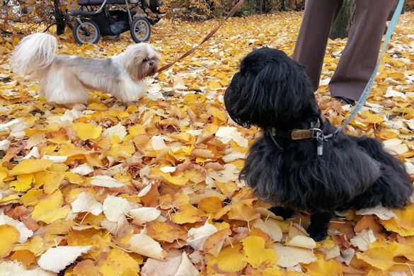 feuilles d'automne