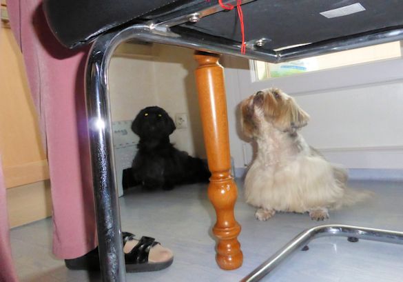 attente du repas