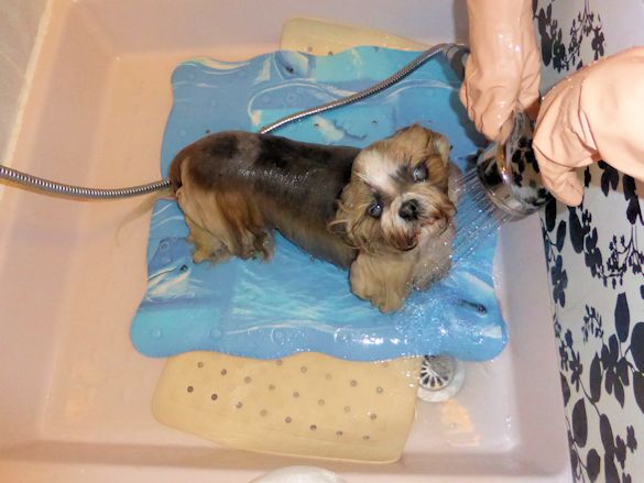 le bain