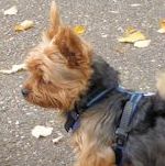copain danseur