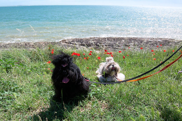 Coquelicots