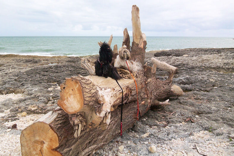 arbre couché